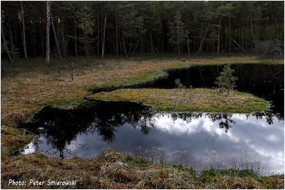 Schwiemmender Insel im Sumpfwald