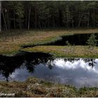 Schwiemmender Insel im Sumpfwald