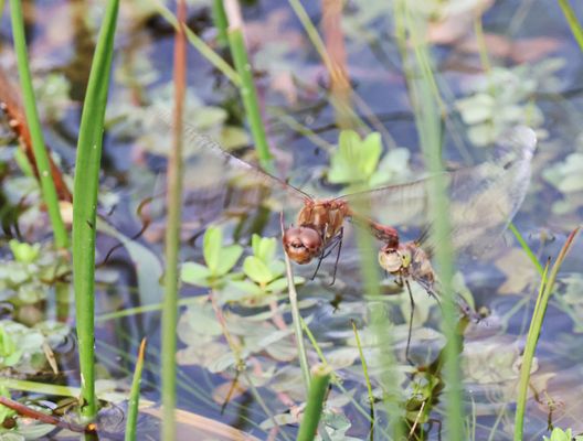 schwierig....  + 4 Bilder