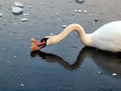 Schwierig bei gefrorenem Teich...