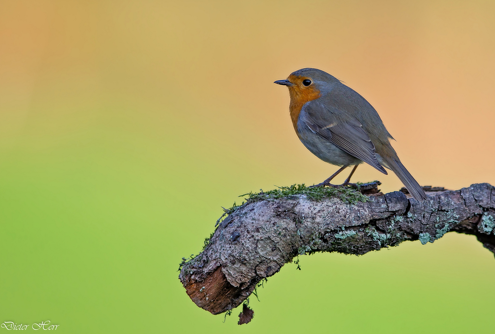Schwierig.... Foto & Bild | natur, tiere, wildlife Bilder auf fotocommunity