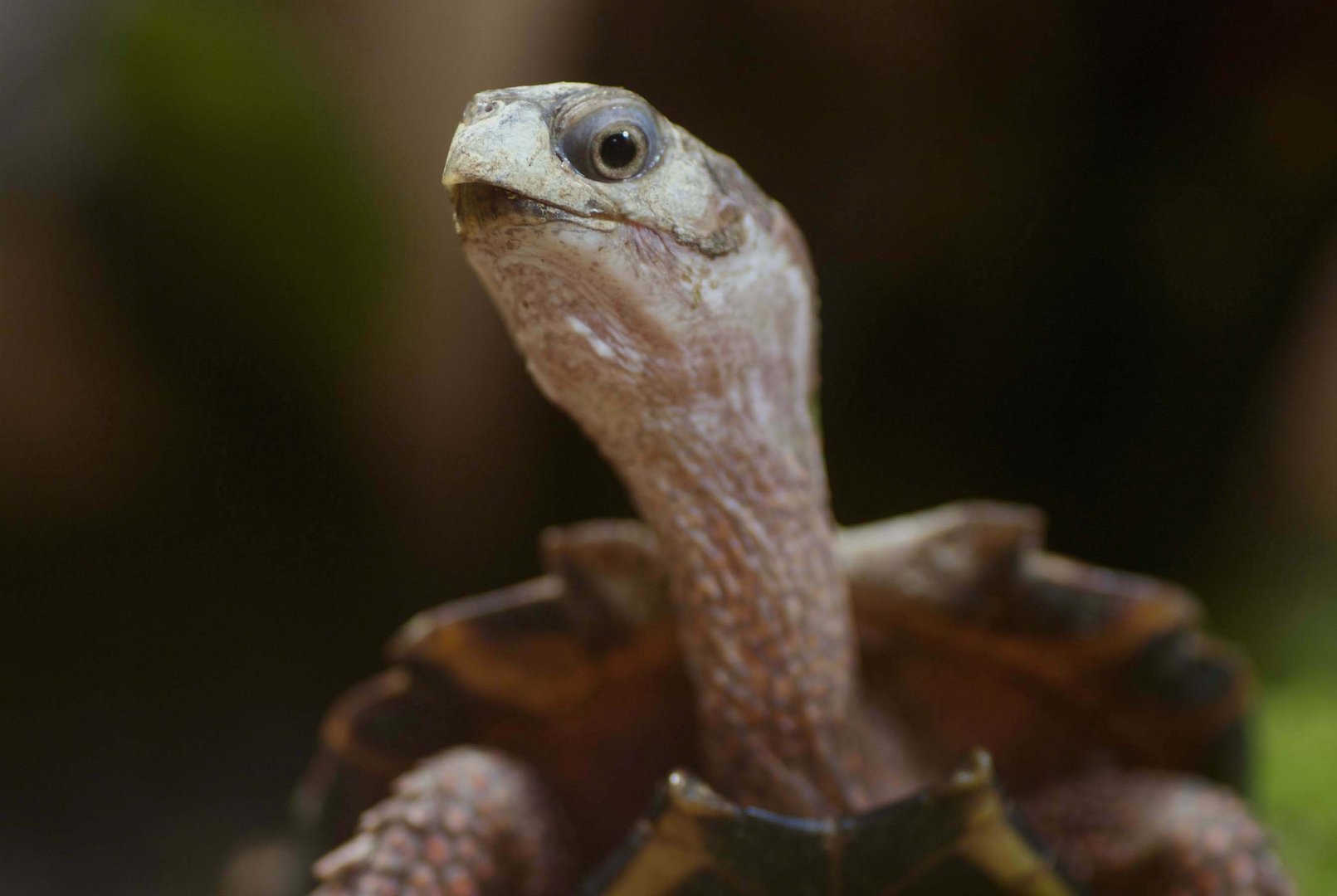 Schwierig zu halten und selten fotografiert: Spengler Zackenerdschildkröte