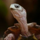 Schwierig zu halten und selten fotografiert: Spengler Zackenerdschildkröte