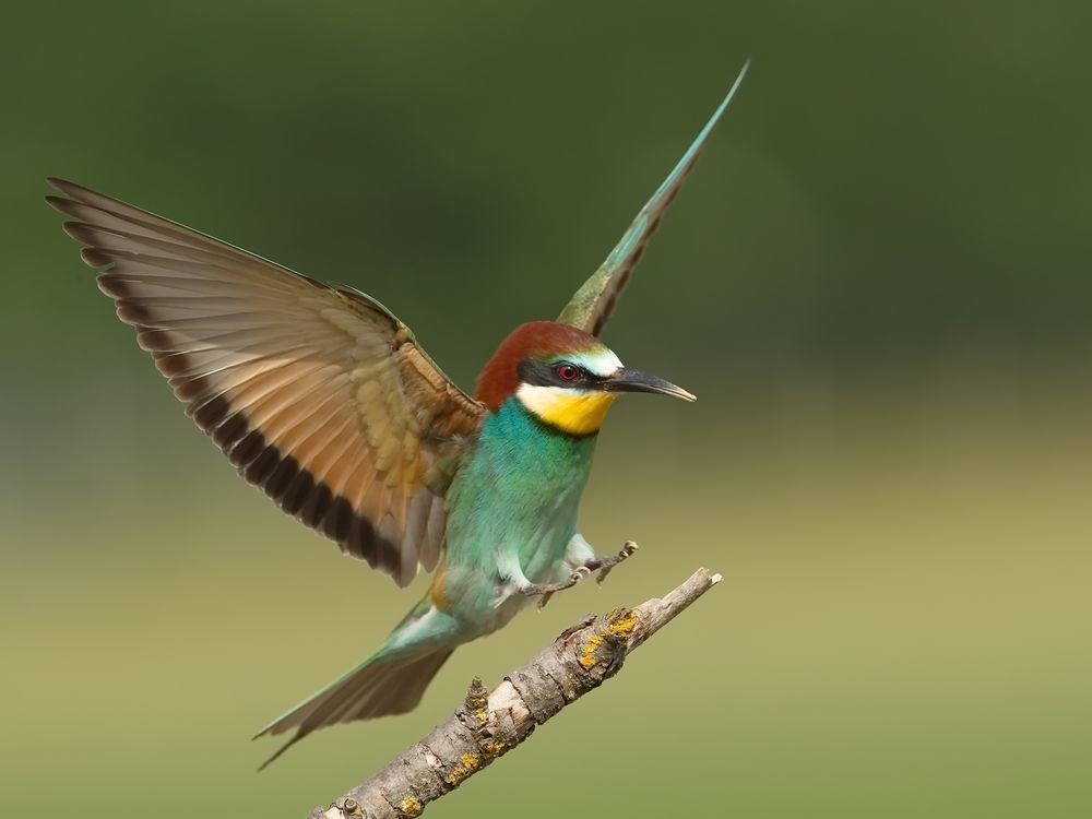 Schwieriger Anflug mit so einem kleinen "Fahrgestell"