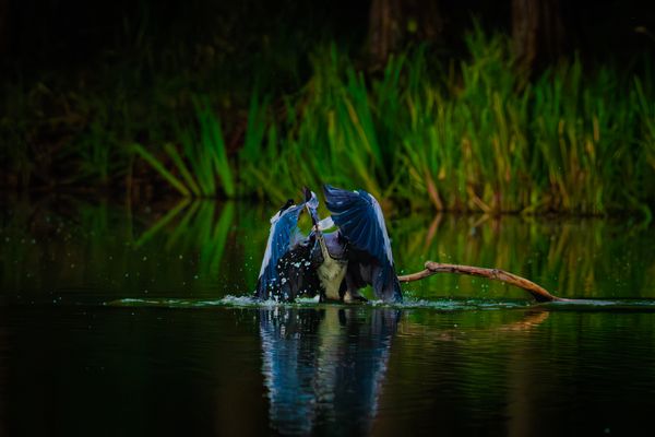 Schwieriger Erfolg, Graureiher