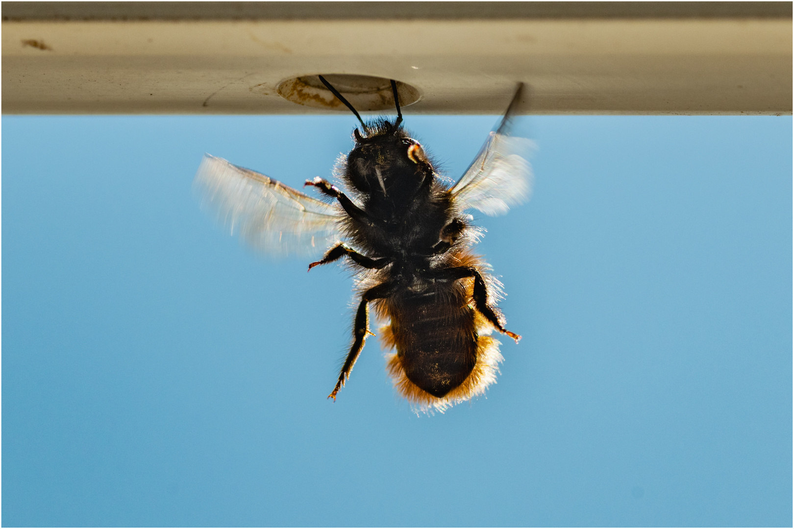 "Schwieriger Landeanflug" einer Wildbiene