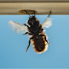 "Schwieriger Landeanflug" einer Wildbiene