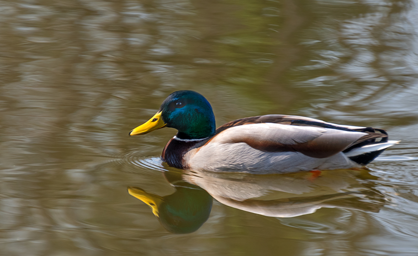 Schwimm Entchen schwimm...