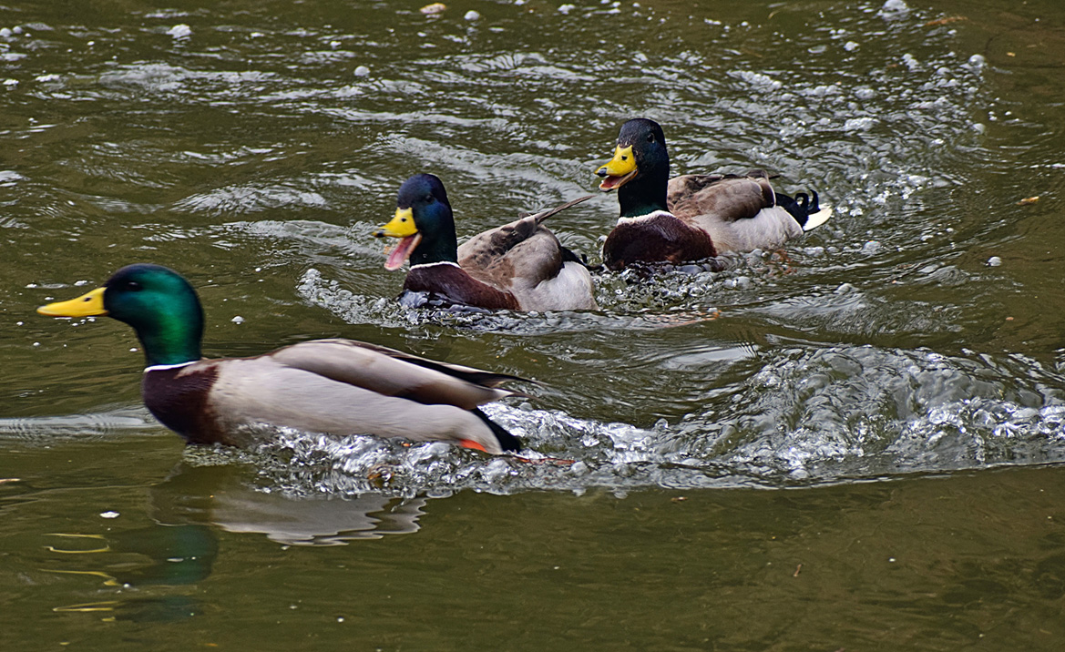 Schwimm Forrest Schwimm!