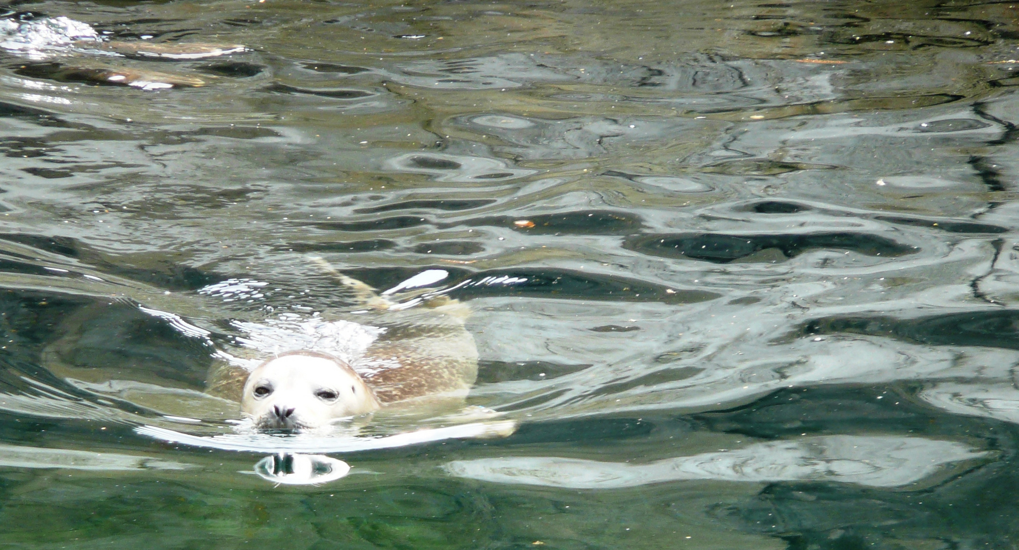 schwimm, kleiner!