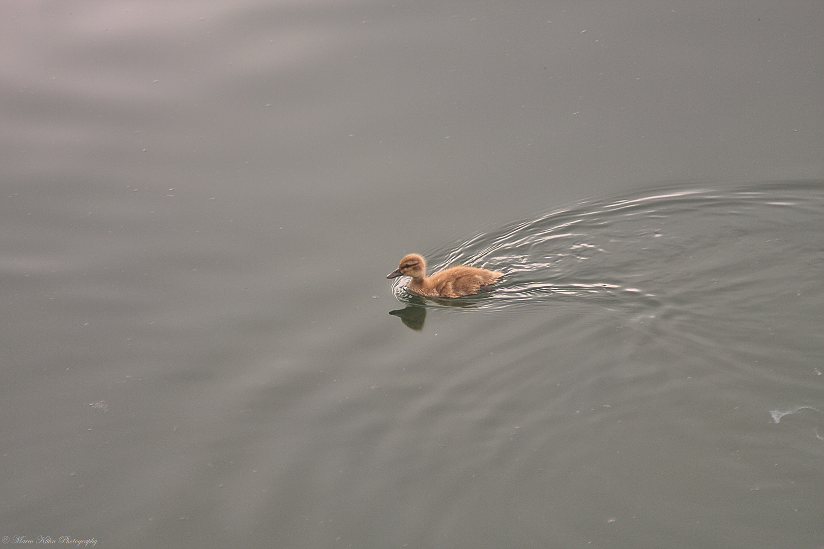 Schwimm kleines Entlein, schwimm...