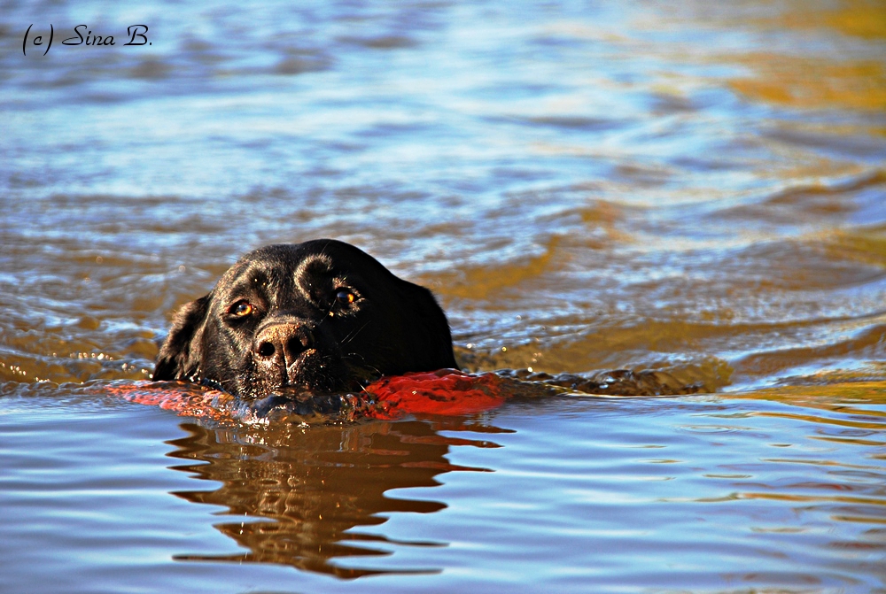 Schwimm, Luna, Schwimm