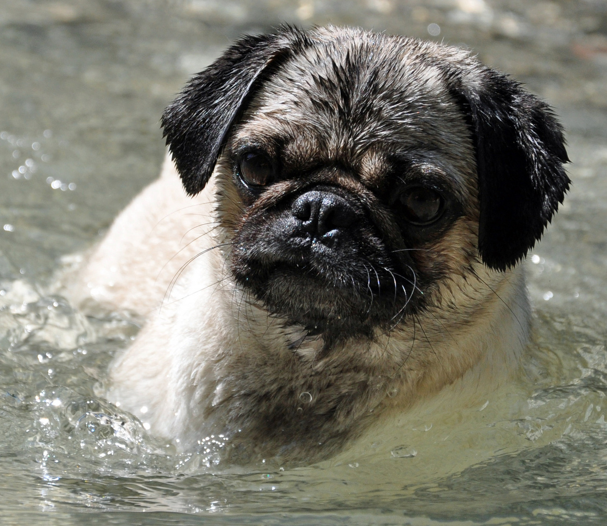 Schwimm-Mops