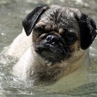 Schwimm-Mops