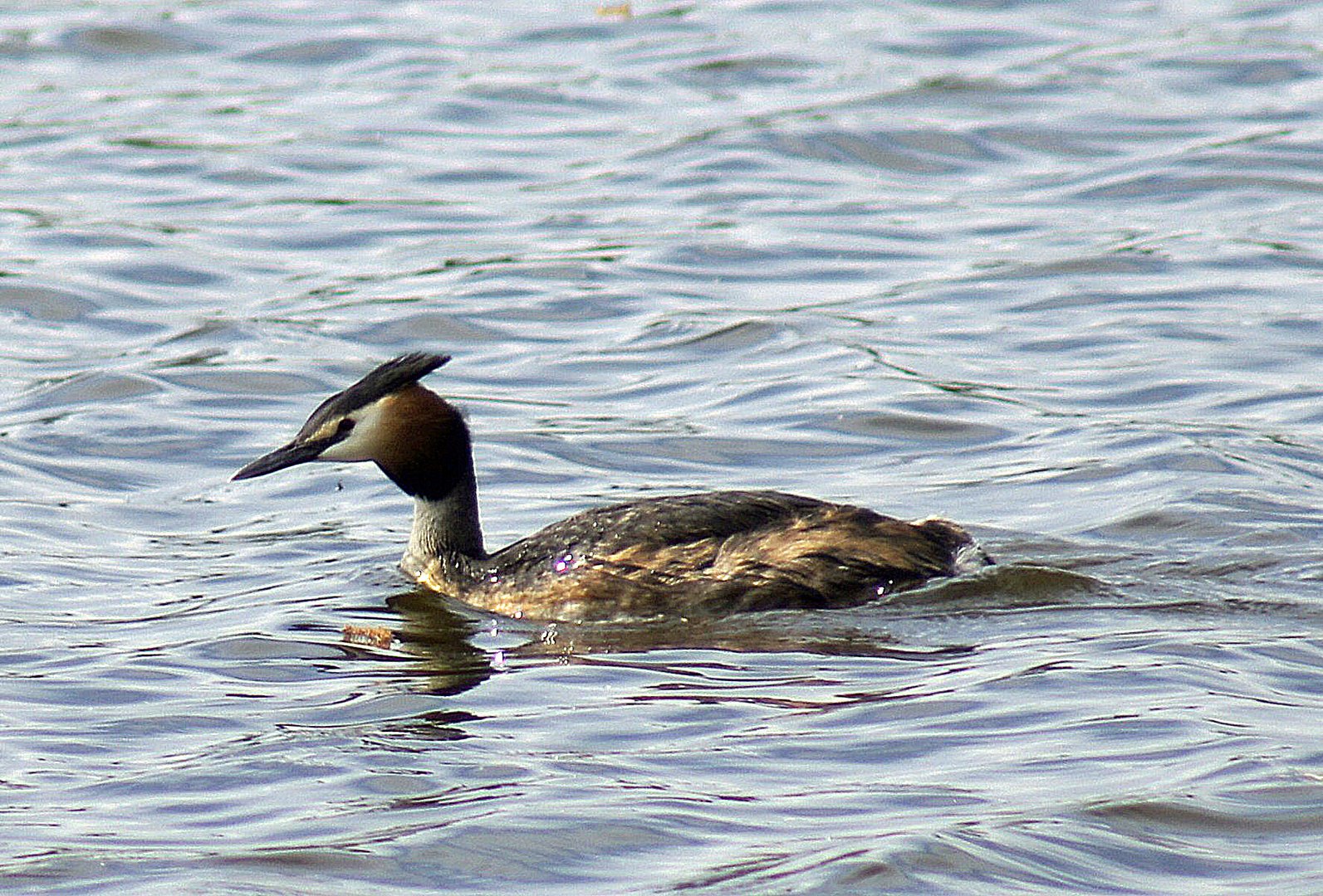 Schwimm, schwimm Haubentaucher