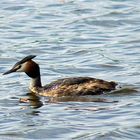 Schwimm, schwimm Haubentaucher