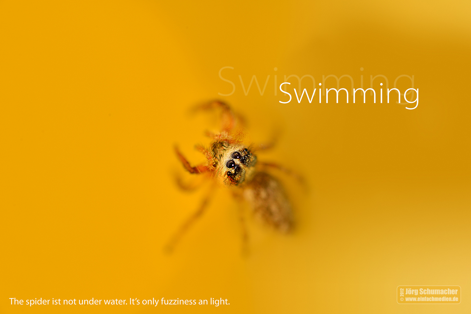 Schwimm-Spinne