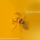 Schwimm-Spinne