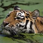 Schwimm-Tiger
