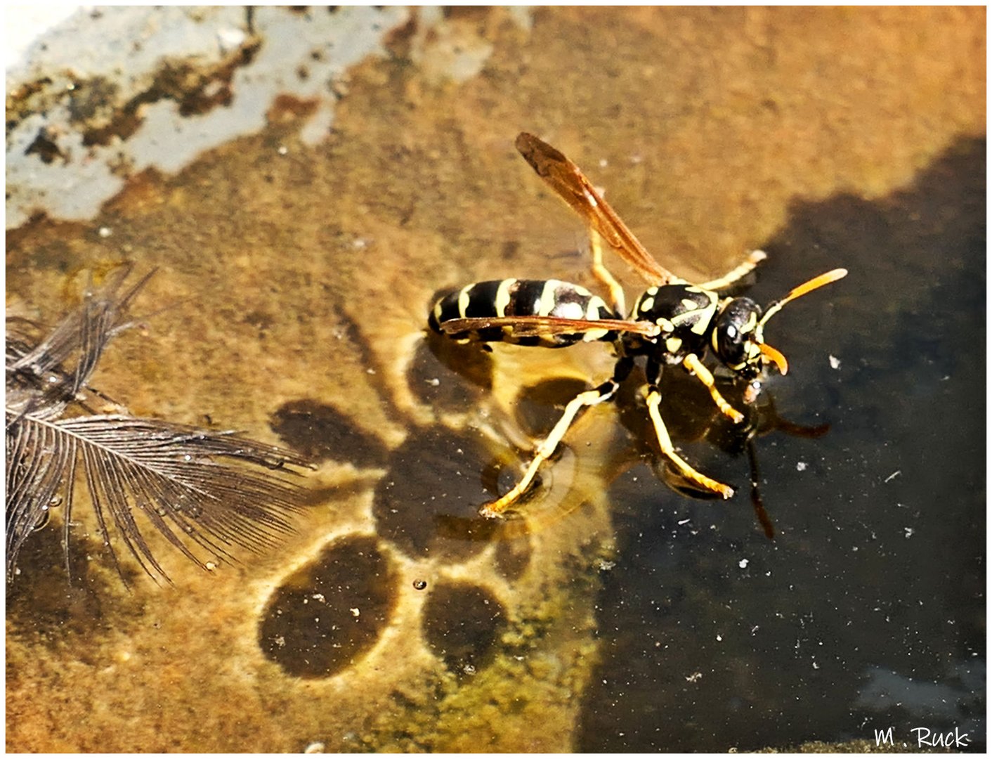 Schwimm Versuche ,