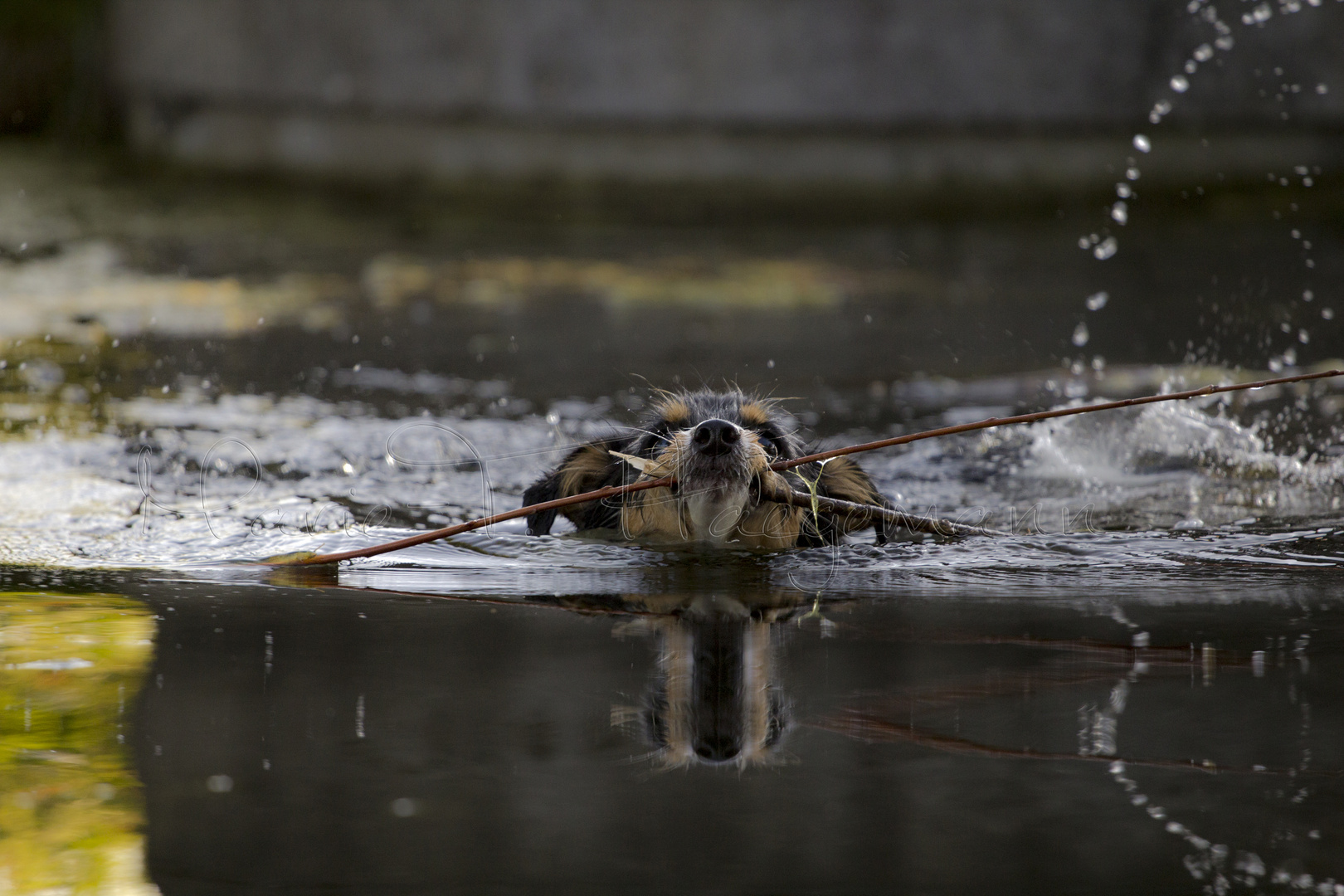 Schwimmäään..