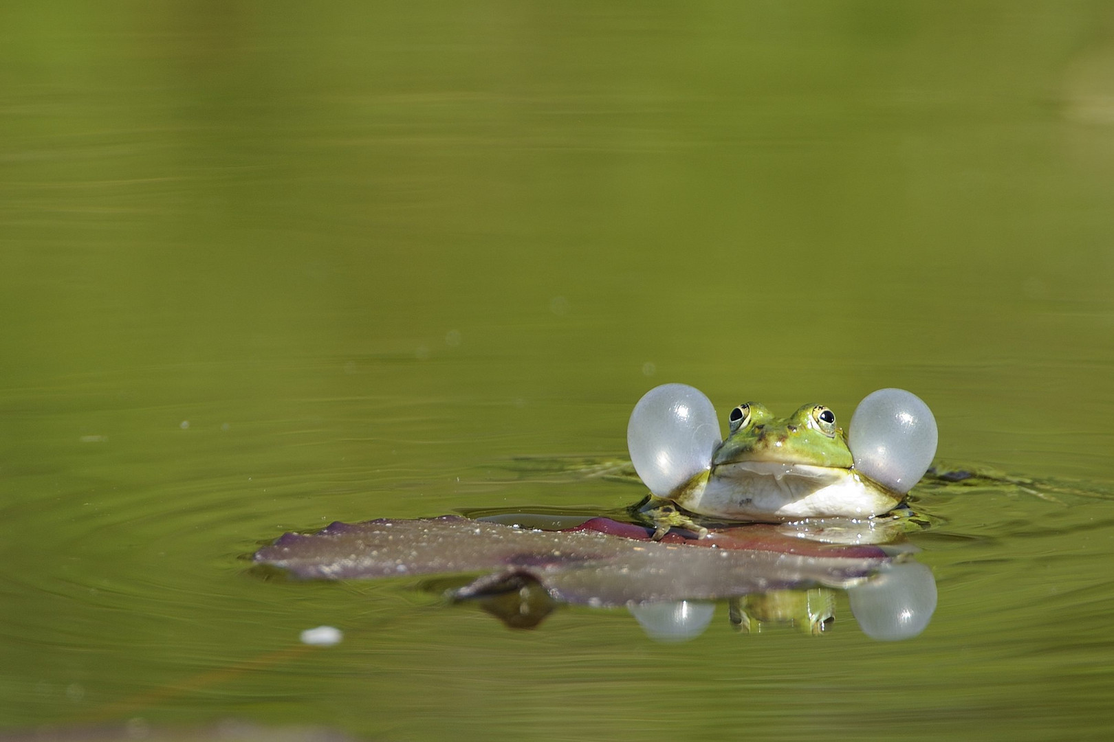 Schwimmärmel