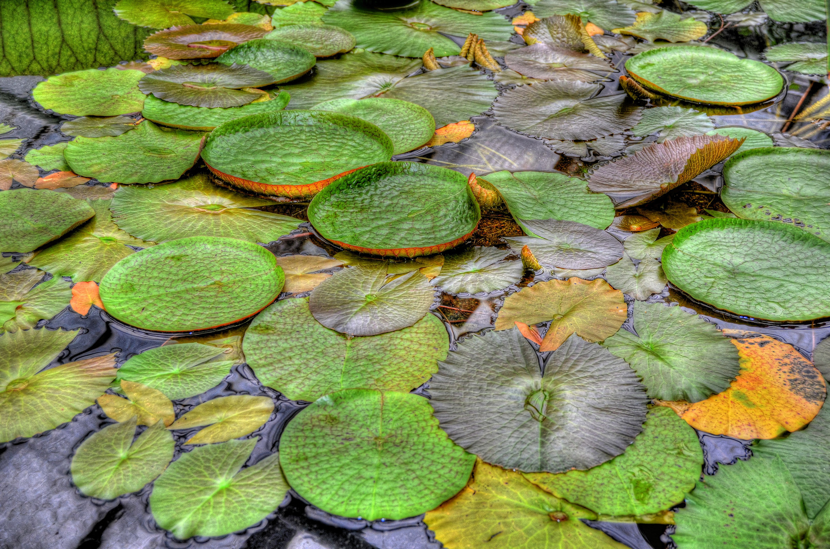 Schwimmblätter