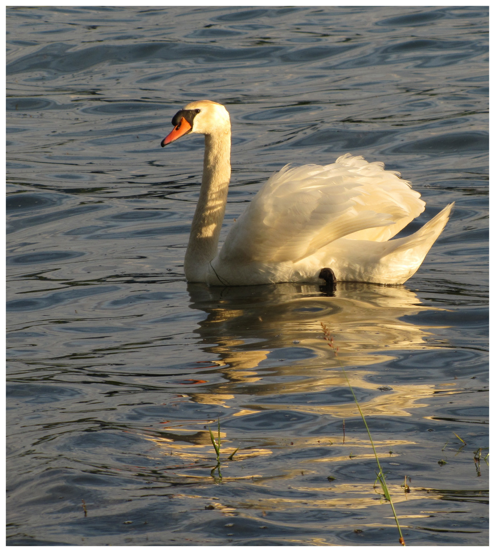 ...schwimme im Abendlicht