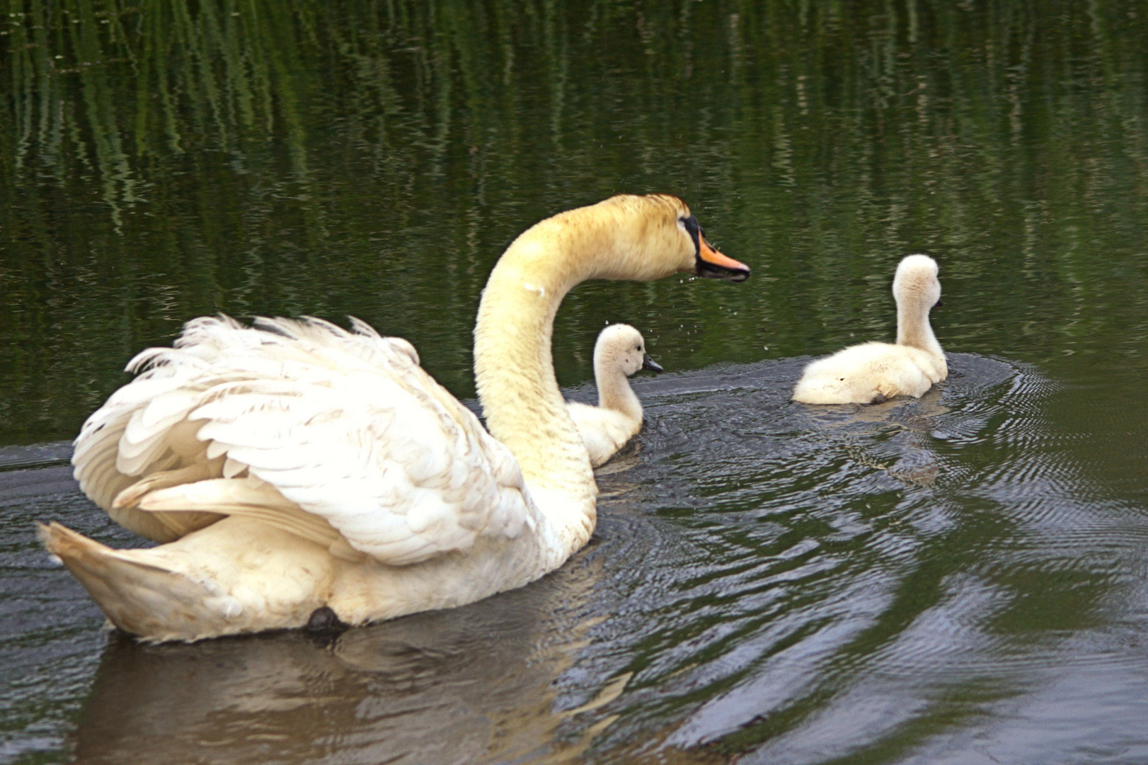 Schwimme, weiter !