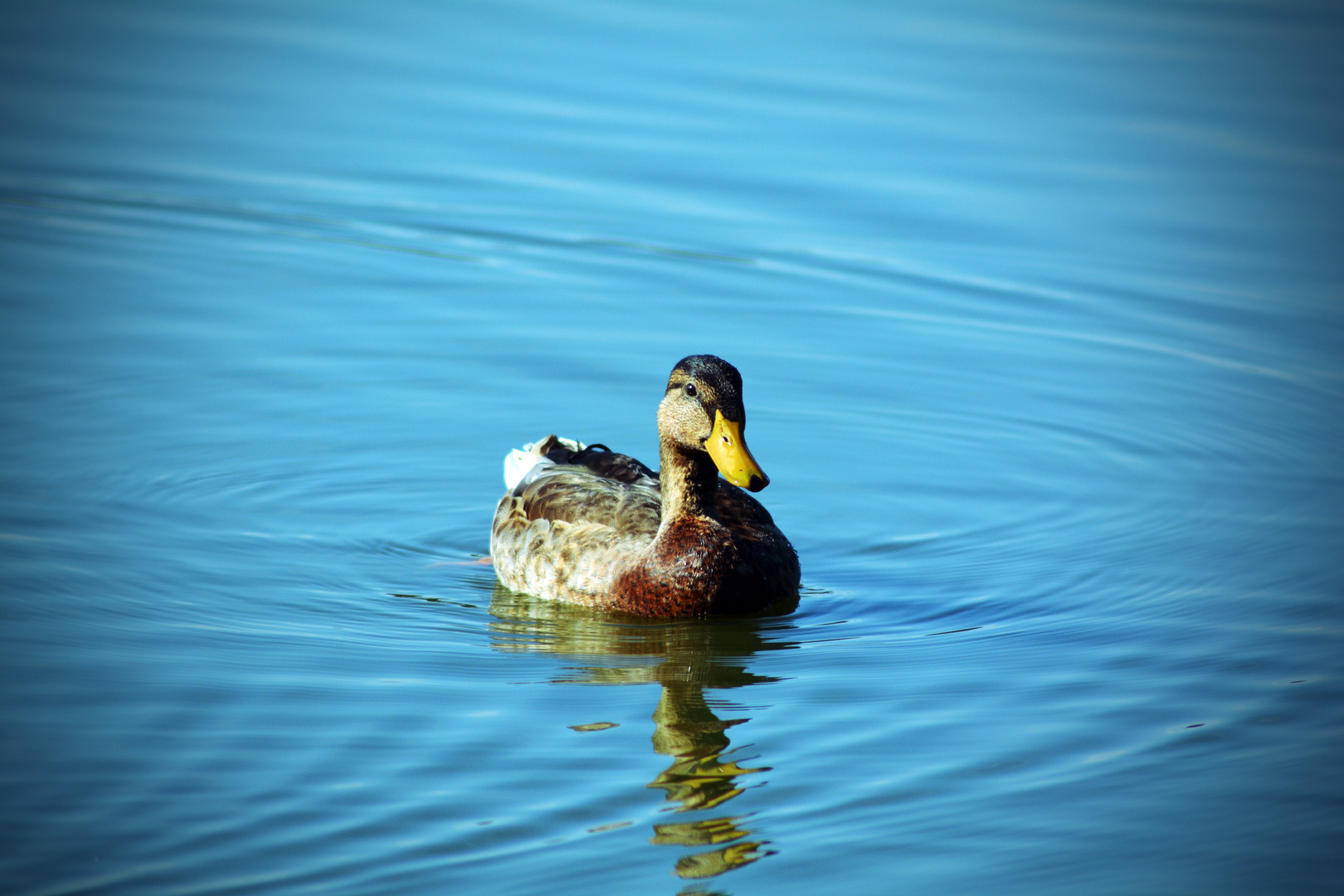 schwimmen