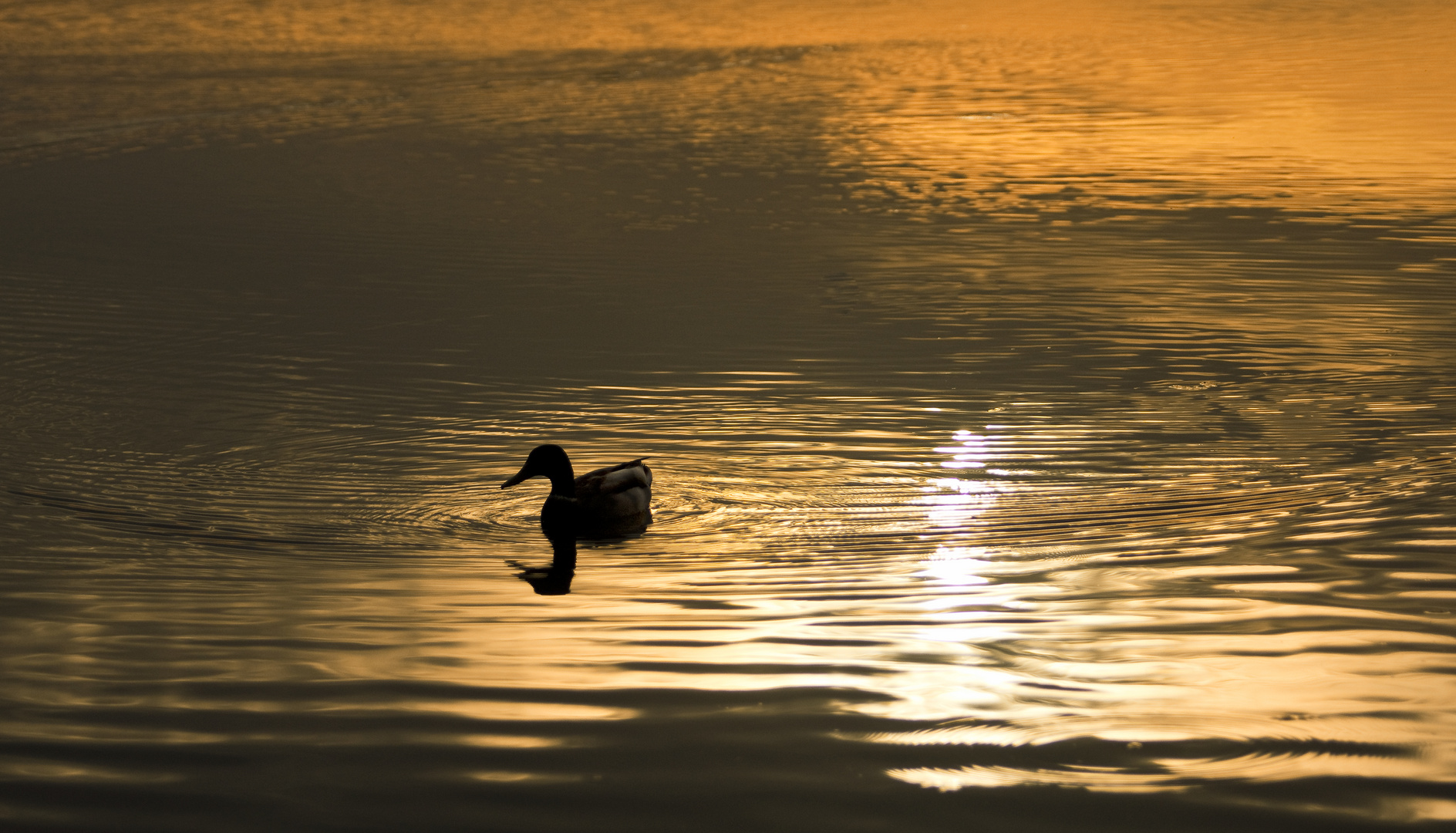 Schwimmen am Abend 