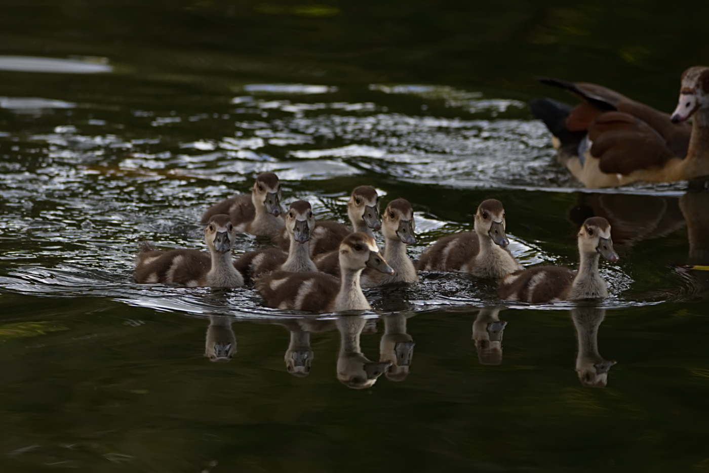 ... schwimmen auf dem See ...