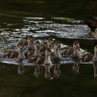 ... schwimmen auf dem See ...