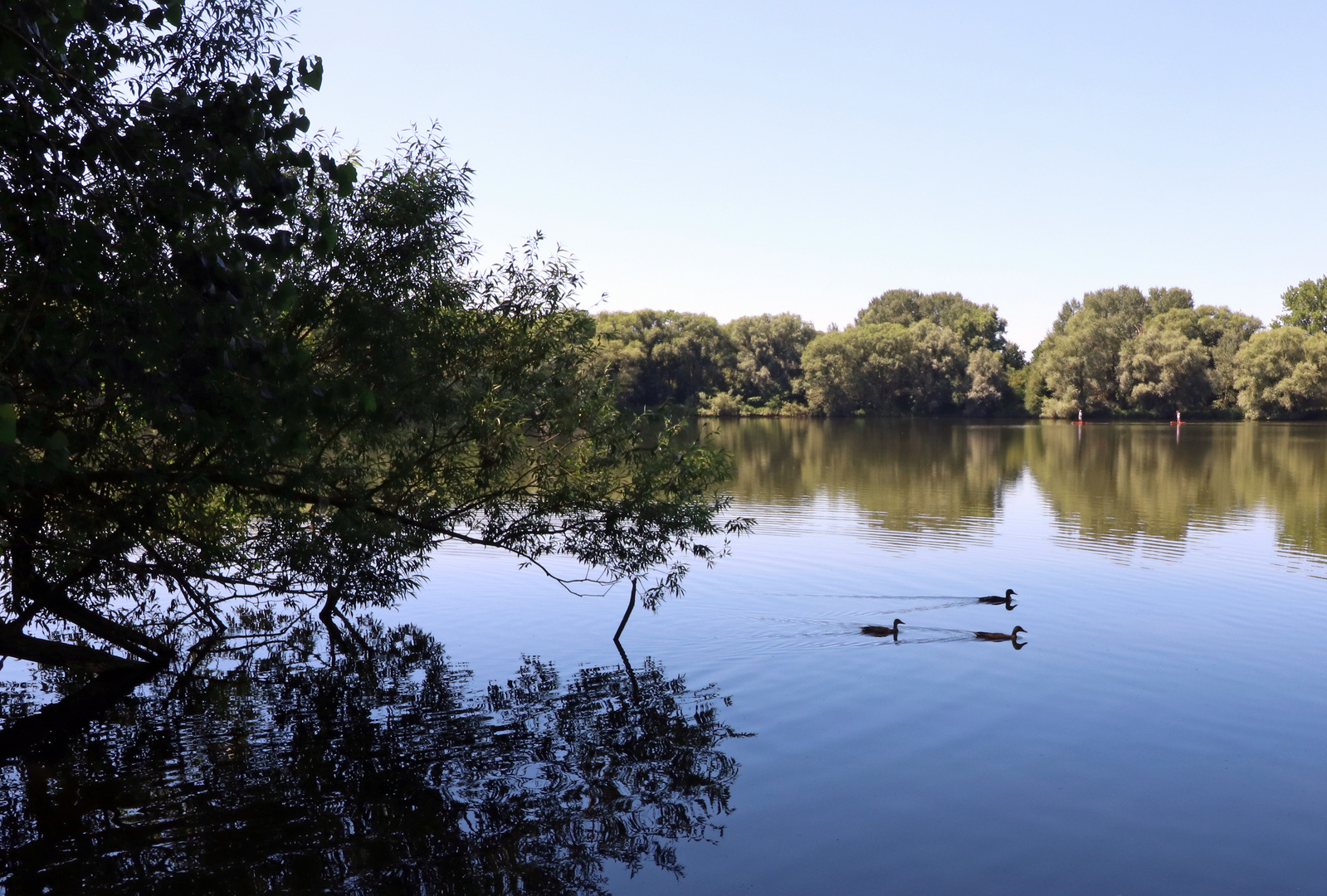 Schwimmen drei Enten 