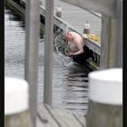 Schwimmen hält jung !