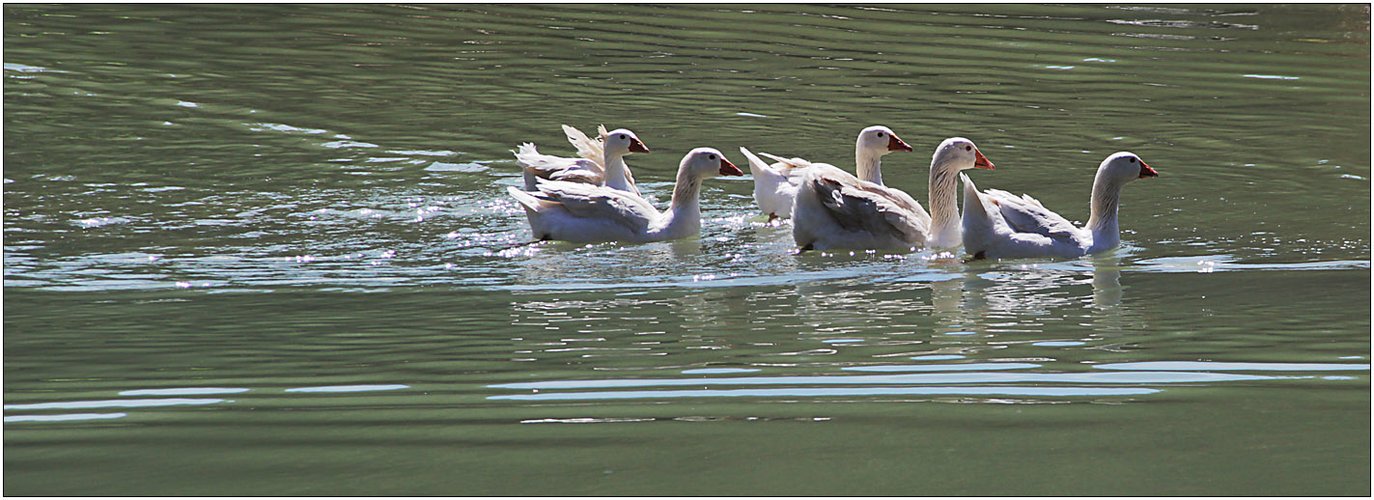 Schwimmen im Gänsemarsch