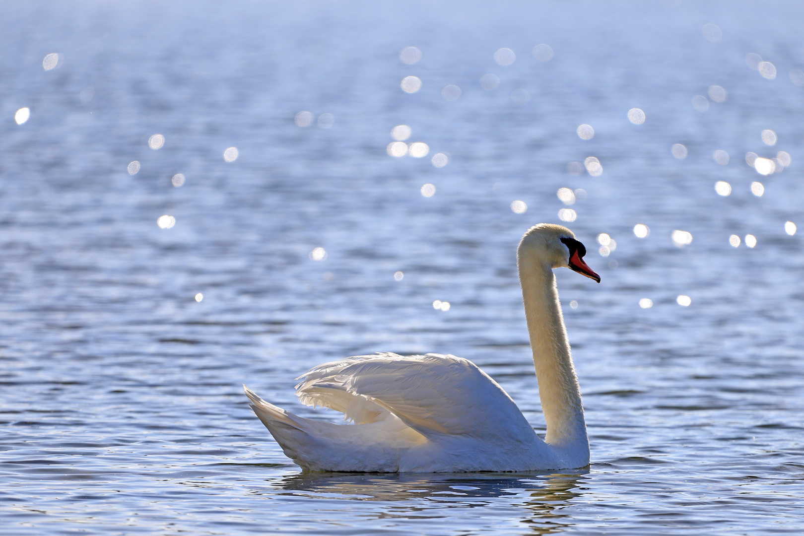 Schwimmen im Glitzersee