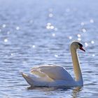 Schwimmen im Glitzersee