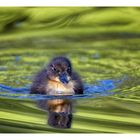 Schwimmen im grünen Teich