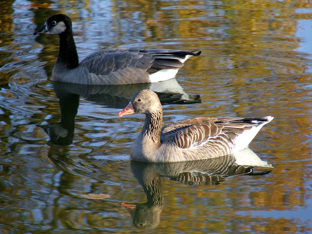 Schwimmen im Herbst