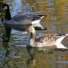 Schwimmen im Herbst