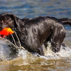 Schwimmen im Rhein