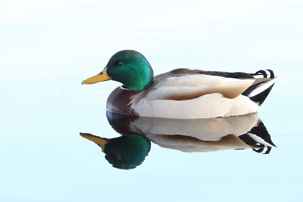 schwimmen im Spiegel