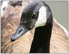 Schwimmen im Stadtparkteich