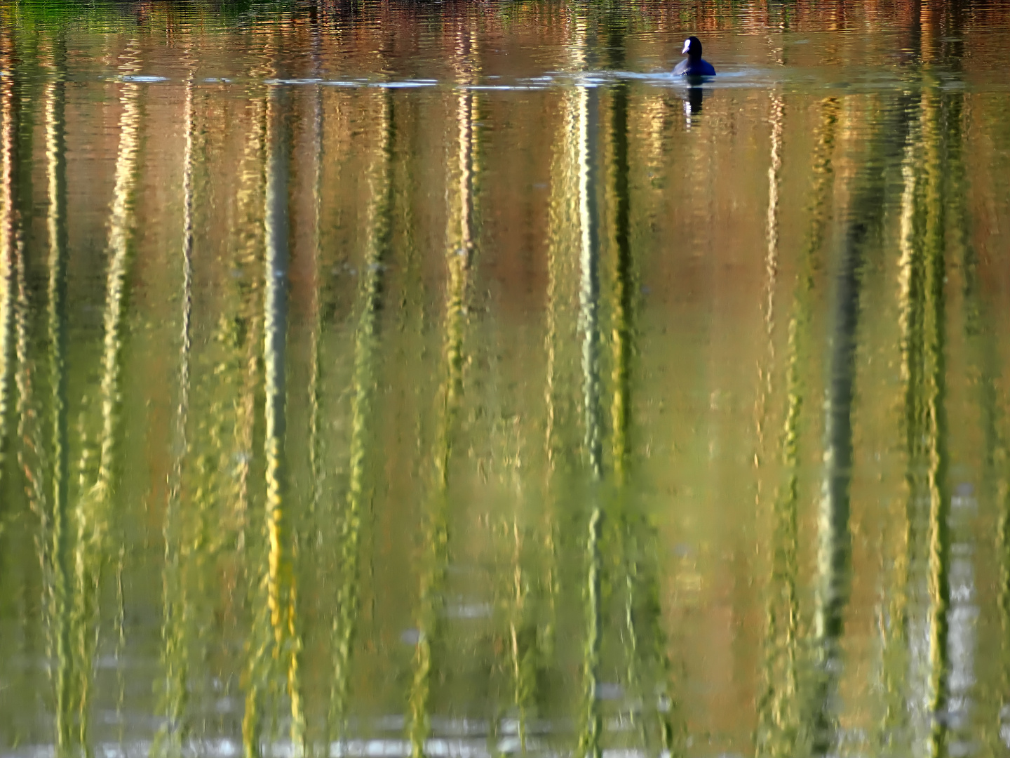 Schwimmen im Wald