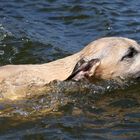 Schwimmen in den Mai