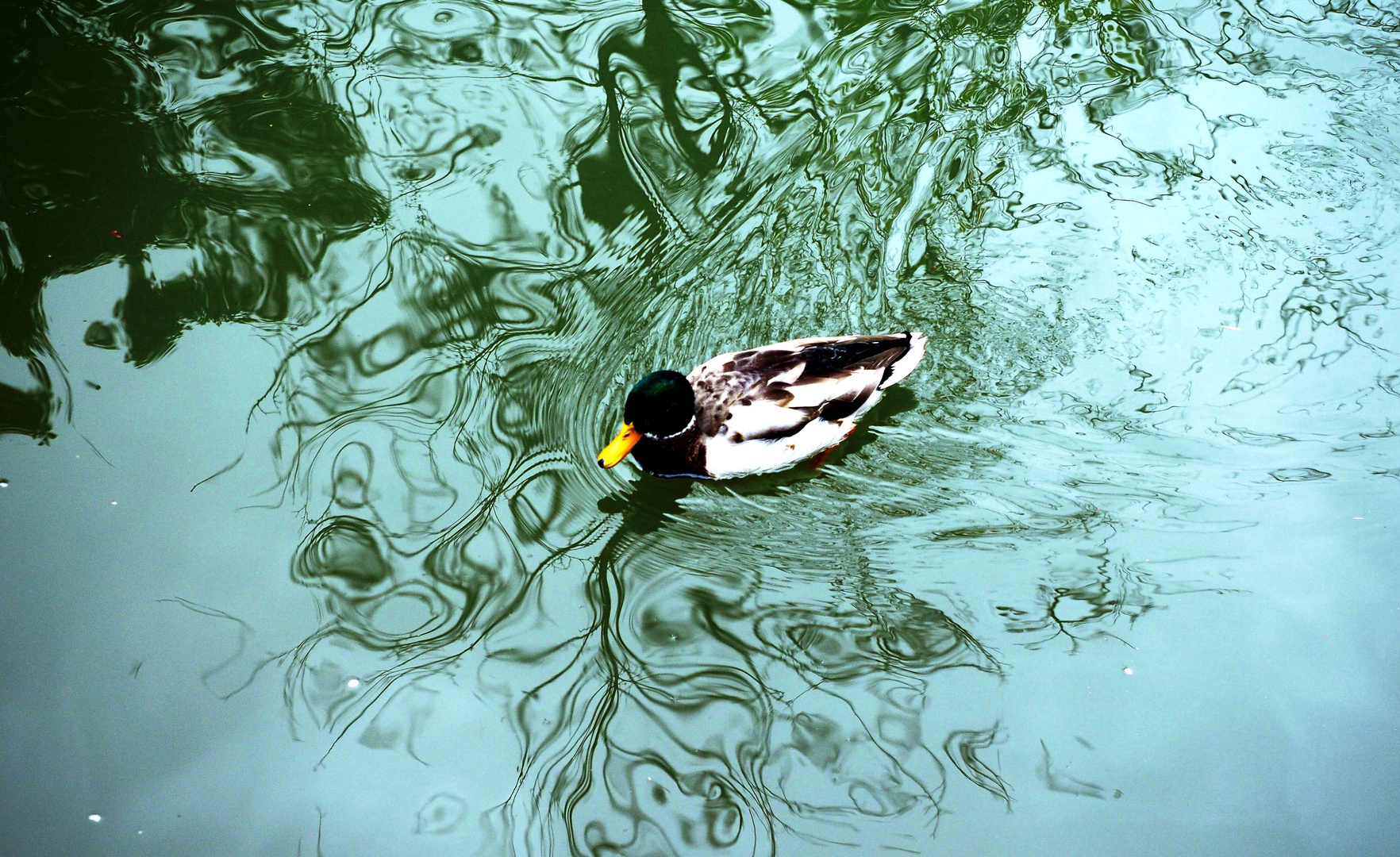 Schwimmen in den Strukturen des Wassers