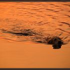 Schwimmen in der Abendsonne