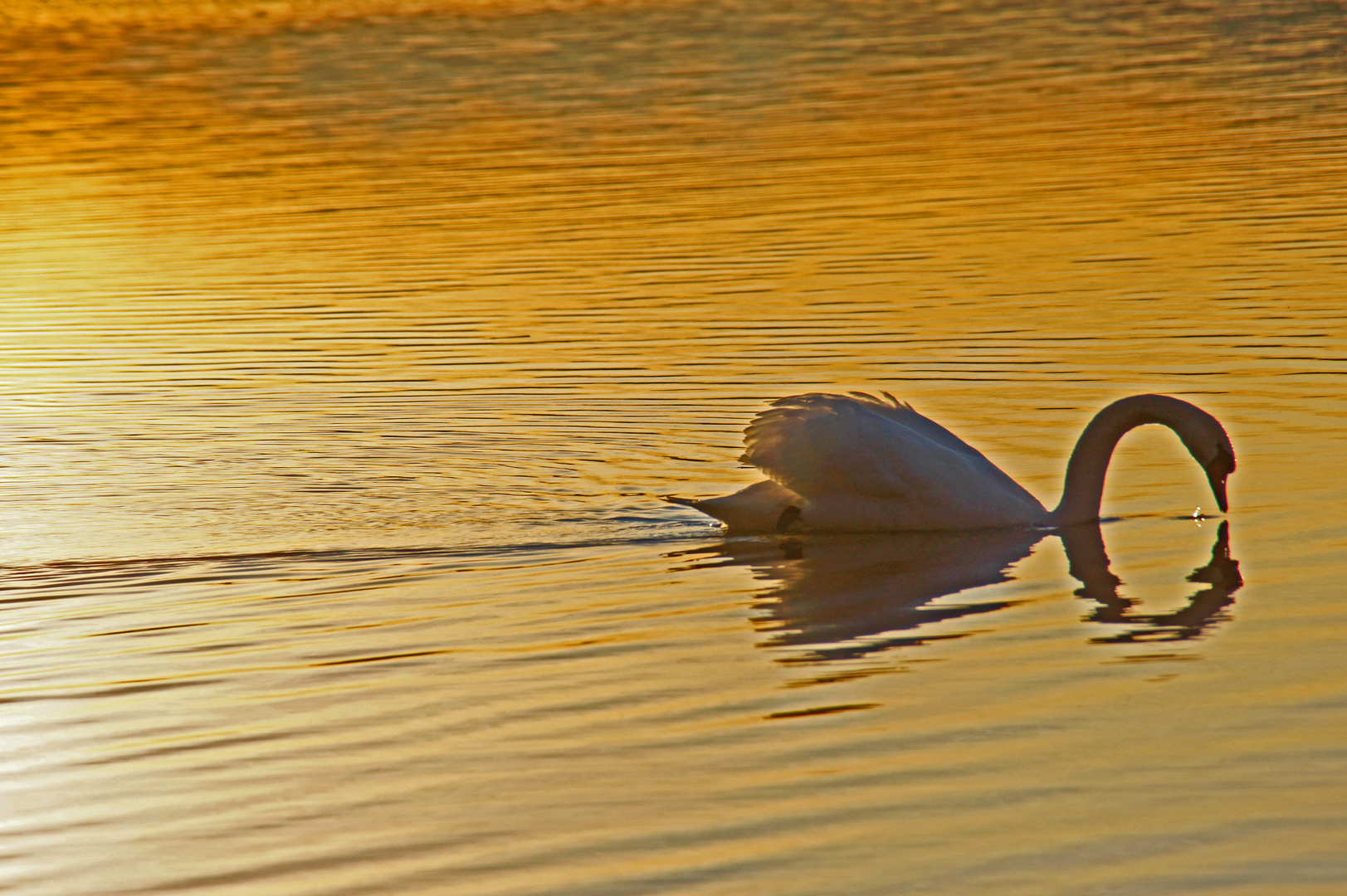 Schwimmen in Gold