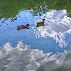 SCHWIMMEN IN WOLKEN...